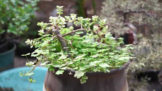 盆栽绿植特写