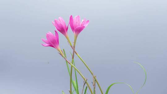 风雨兰开花延时摄影