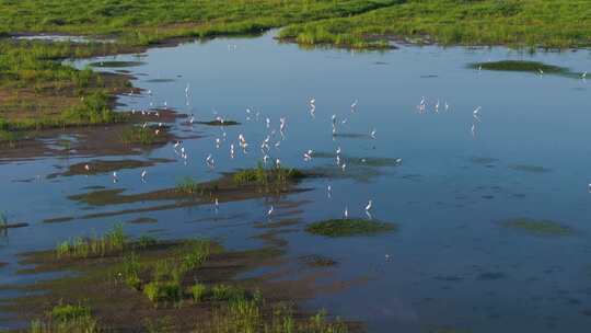 杭州市余杭区南湖苕溪生态环境白鹭栖息航拍