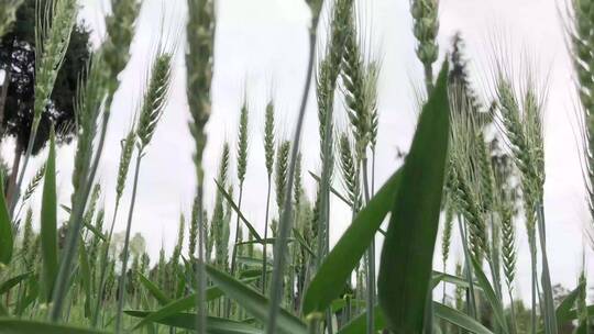 春天小麦、青麦实拍4K高清视频素材
