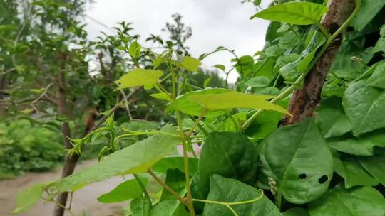 绿色植物叶子