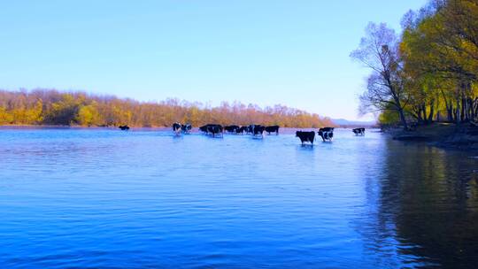 内蒙古额尔古纳秋天清晨牛群走过河水