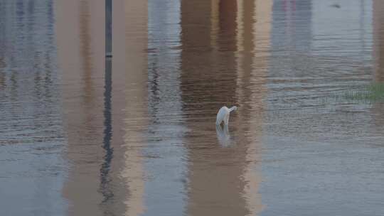 武汉江滩湿地生态白鹭栖息