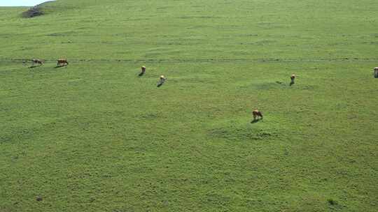 内蒙古呼和浩特大草原上吃草的牛群