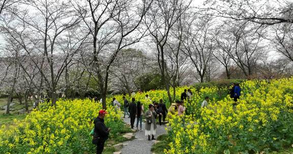 无锡鼋头渚樱花盛开满目樱花