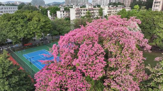 中国广东省广州市天河区华南师范大学异木棉