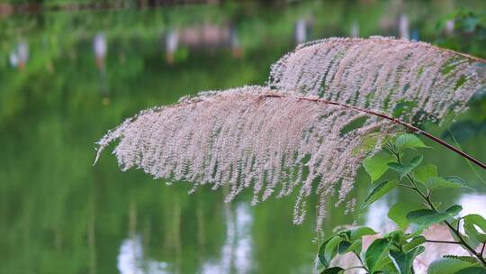 夏天河边芦苇花絮特写实拍视频