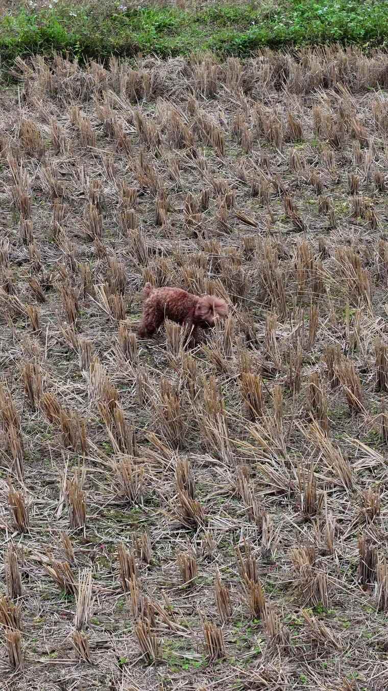 小狗在稻田中行走