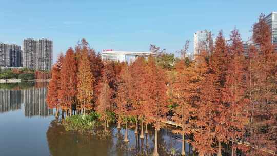 中国广东省广州市黄埔区知识城凤凰湖水杉