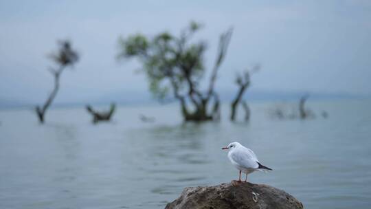 云南滇池的海鸥