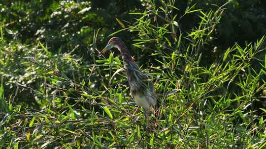 栖息在湿地公园树上池鹭