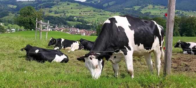奶牛在牧场吃草休息