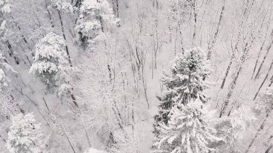 冬季白雪皑皑森林唯美航拍
