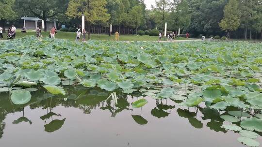 风景这边独好，治愈系荷花，自然风景