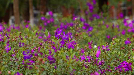 紫色花丛中唯美花开
