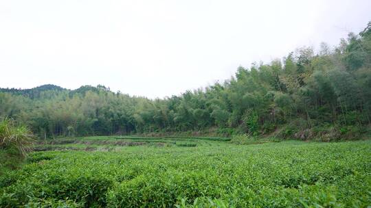 高山春茶采摘合集