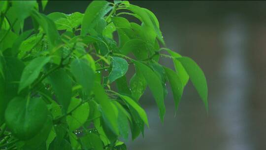 雨中树叶素材合集