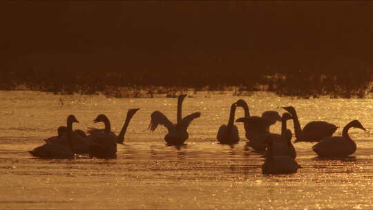 逆光下小天鹅群对唱鸣叫【10bit慢动作】