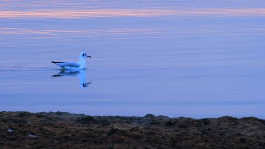 一只正在青海湖水上游弋的海鸥水鸟