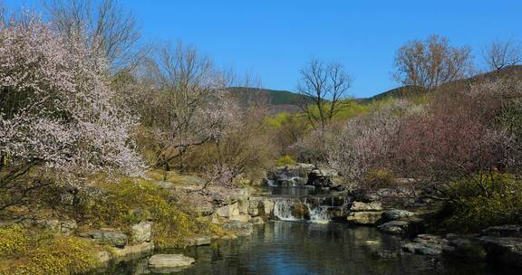 北京植物园4K拍摄花与山泉水