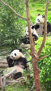 成都大熊猫基地三只大熊猫吃竹子特写