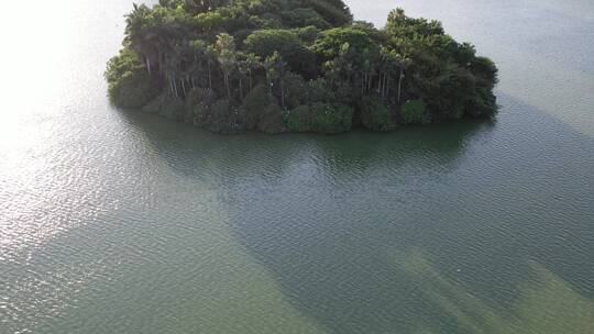 湖面绿色森林飞鸟绿色生态自然环境植被航拍视频素材模板下载