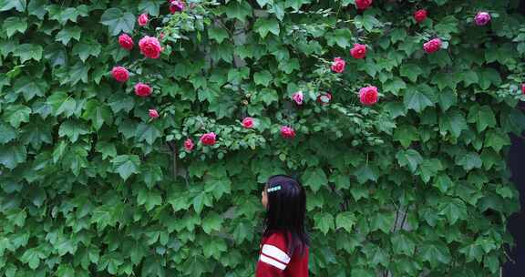可爱小女孩走过蔷薇花墙