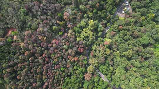 航拍南京浦口老山森林公园秋季风光视频素材模板下载