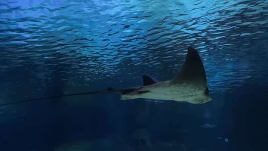 在水族馆游泳的黄貂鱼