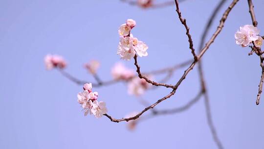 升格实拍北京春天公园里绽放的山桃花