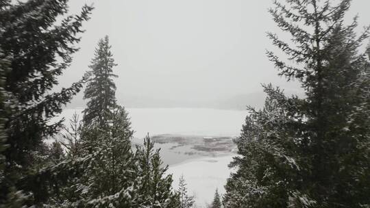 白雪覆盖的森林前面的冰湖_