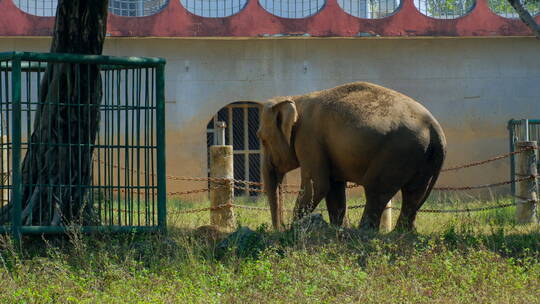 动物园大象亚洲象非洲象 躺下睡觉