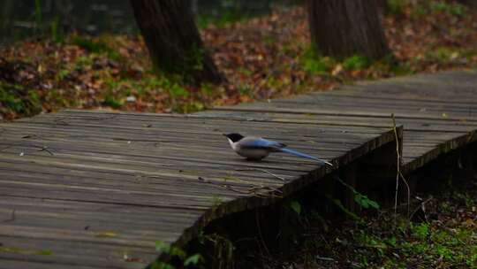 小鸟 空镜头 鸟 快乐 自然 自由 自由飞翔