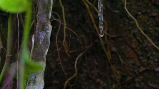 万物复苏，冰雪融化，冰柱往下滴水的特写