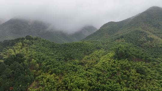 唯美秋天森林竹林