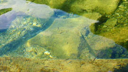 水底清澈小鱼游动生态视频素材模板下载