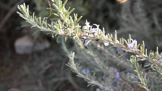 蜜蜂从美丽的迷迭香花中收集花粉