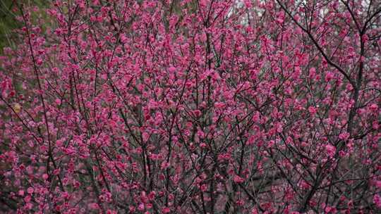 盛开的红梅花在春雨中摇曳