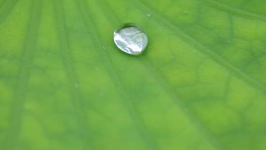 雨珠在荷叶里游走滑行特写