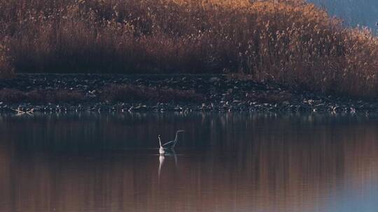杭州南湖生态鸟类升格空镜