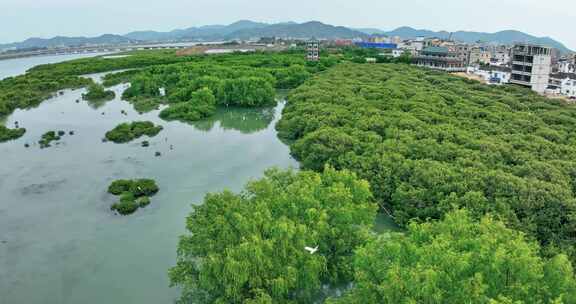 盐洲红树林保护区惠东候鸟白沙村