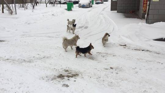 雪地里的小狗群小动物