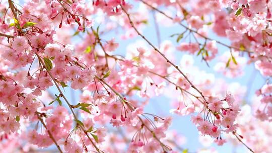 春日里的樱花视频素材模板下载