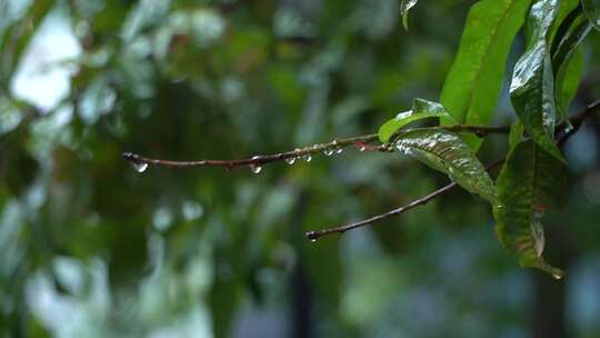 下雨雨天雨季