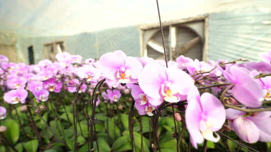 大棚种植蝴蝶兰 大棚种植花卉 花卉种植