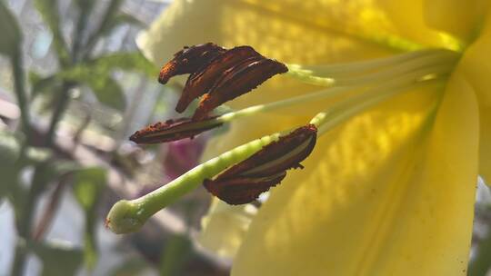 百合花花蕊特写镜头