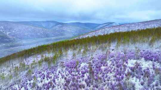 雪中绽放森林杜鹃花