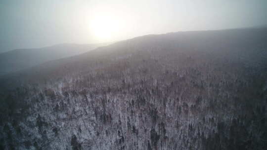 航拍东北山区冬天森林