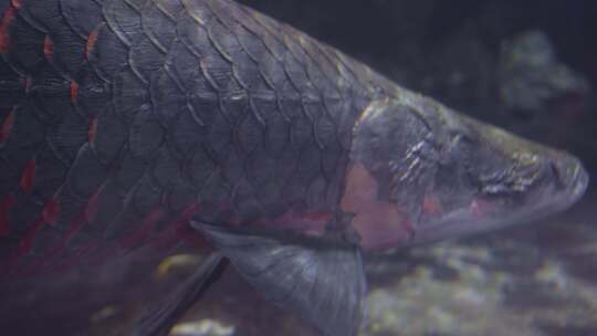 海洋生物巨骨舌鱼在水下活动