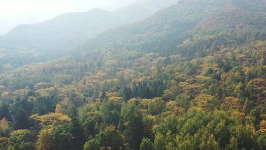 航拍森林秋景  秋天的森林